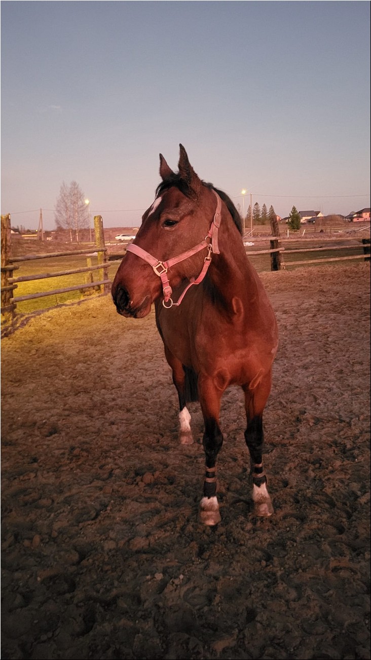 WhatsAppi pilt 2025-03-06 kell 18.47.38_b045e786.jpg